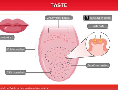 The average life of a taste bud is 10 days