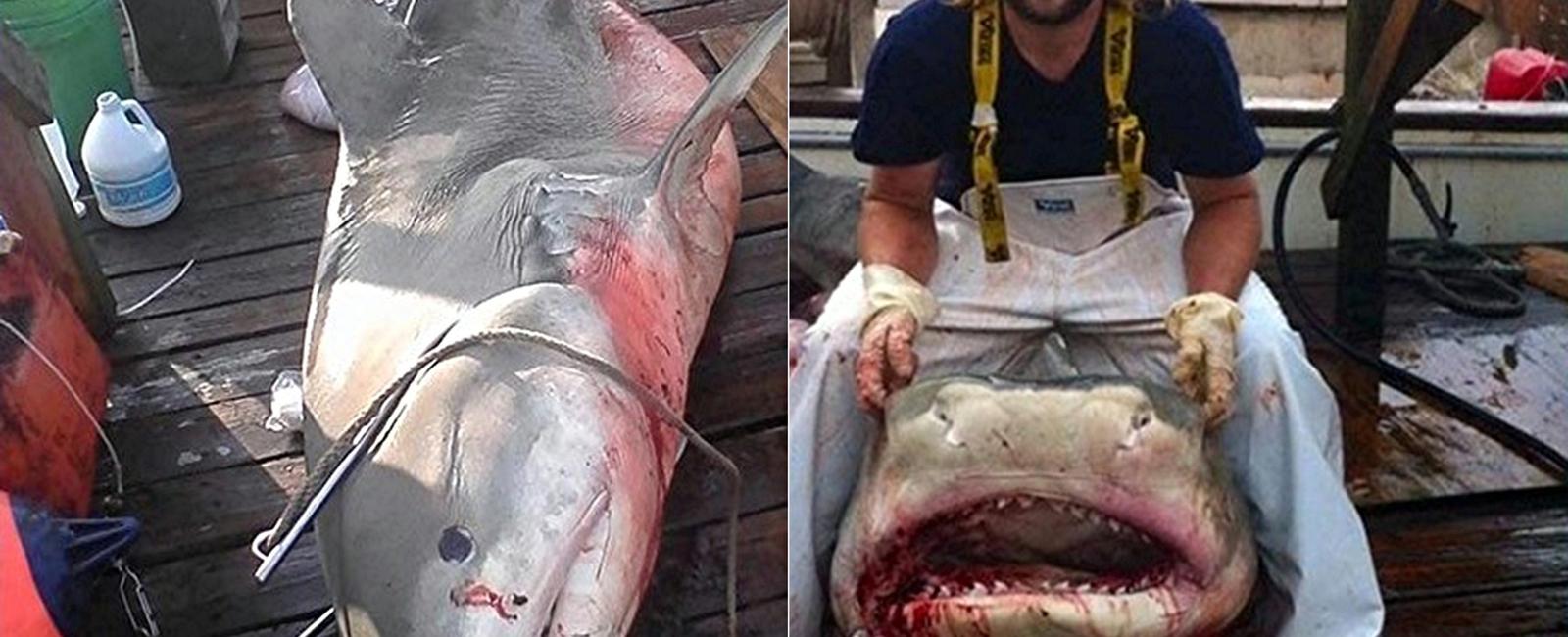 13 year old boy reeled in with the help of his father an almost 900 pound tiger shark in the gulf of mexico for this team to catch the shark it took 36 hours