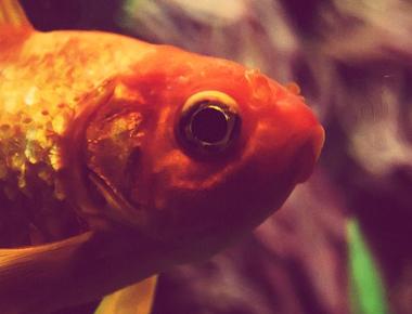 If you keep a goldfish in a dark room it will eventually turn pale