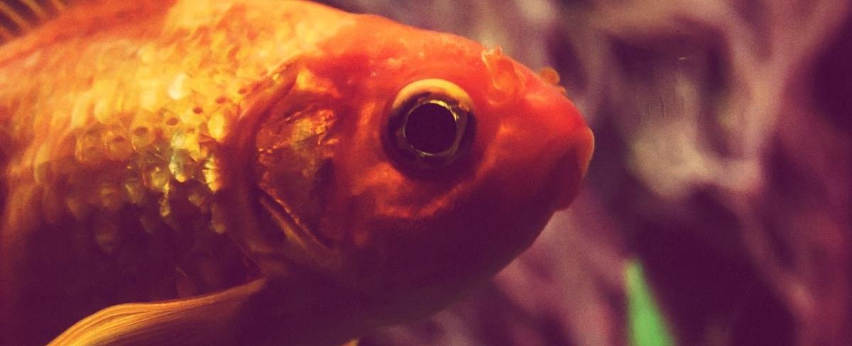 If you keep a goldfish in a dark room it will eventually turn pale