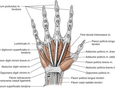 The thumb is responsible for 40 of all hand capabilities