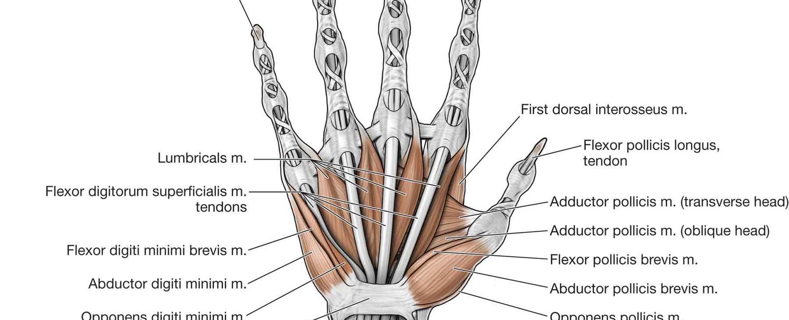 The thumb is responsible for 40 of all hand capabilities