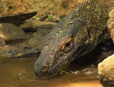 Female komodo dragons can conceive sexually or asexually based on environmental conditions they lay eggs without a mate through parthenogenesis or virgin conception