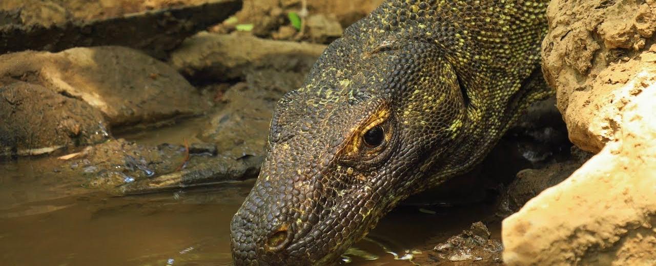 Female komodo dragons can conceive sexually or asexually based on environmental conditions they lay eggs without a mate through parthenogenesis or virgin conception