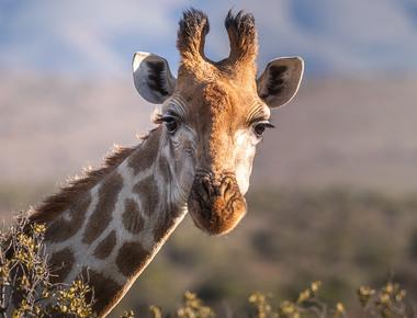 A giraffe can clean its ears with its 21 inch tongue