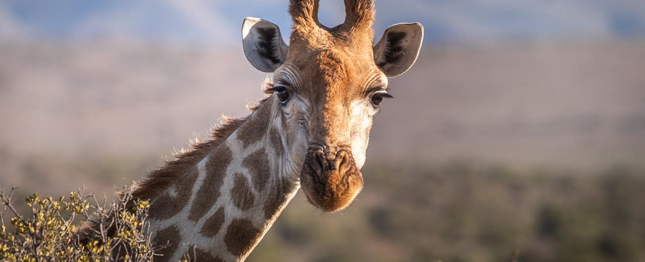 A giraffe can clean its ears with its 21 inch tongue