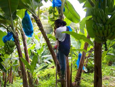 Some scientists strongly believe that the first fruit on earth was bananas they place their origins in the southeast asian jungles where many varieties continue to develop today