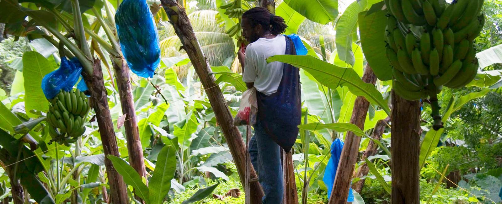 Some scientists strongly believe that the first fruit on earth was bananas they place their origins in the southeast asian jungles where many varieties continue to develop today