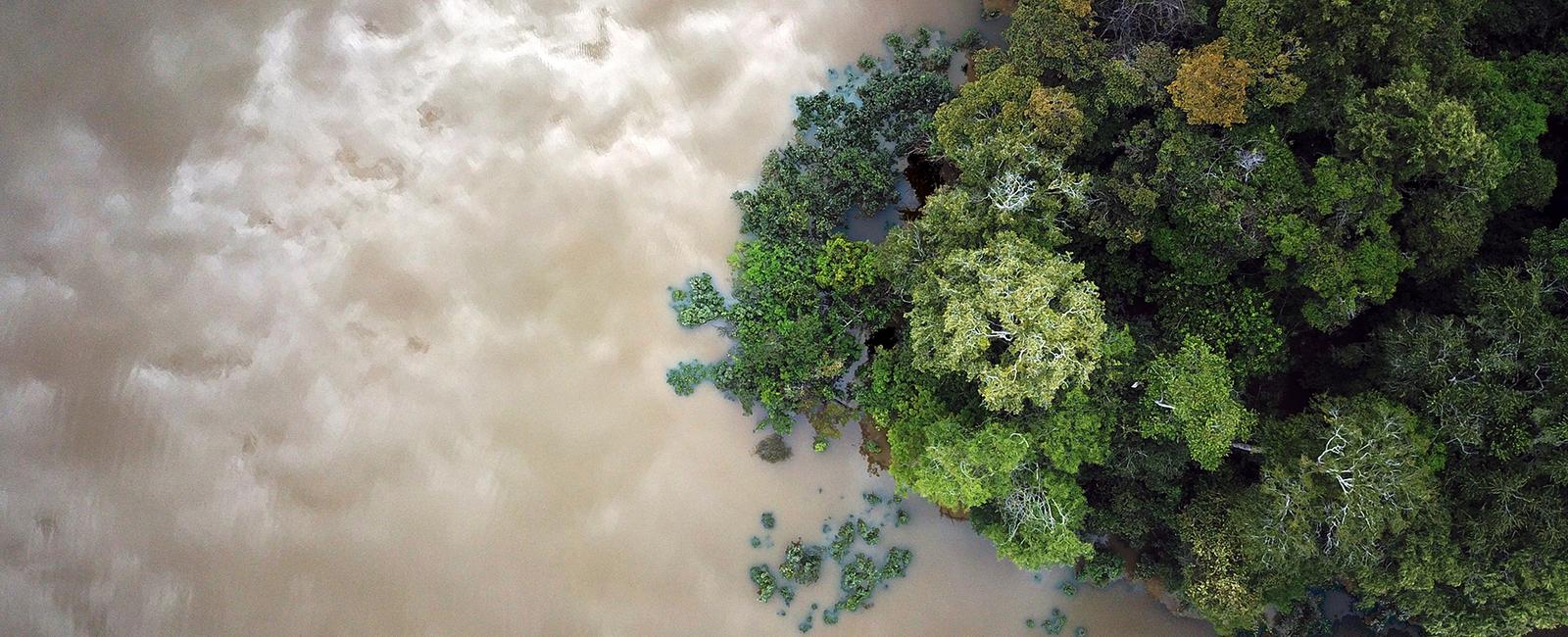 The amazon rainforest has been in existence for at least 55 million years