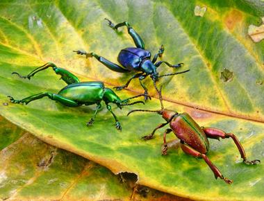 There s more than 200 million insects for each human on the planet meaning the world holds 300 pounds of insects for every pound of humans