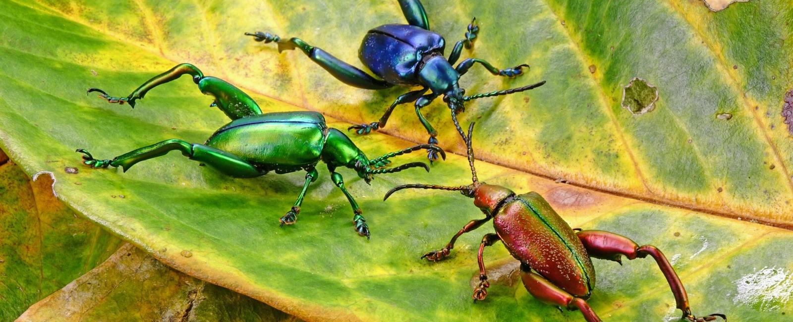 There s more than 200 million insects for each human on the planet meaning the world holds 300 pounds of insects for every pound of humans