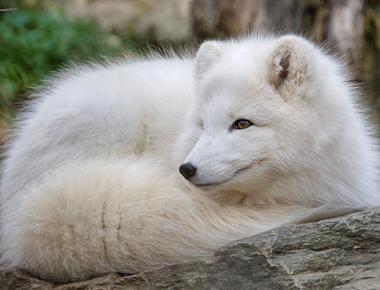 Arctic foxes use their thick fuzzy tail to cover themselves to keep warm