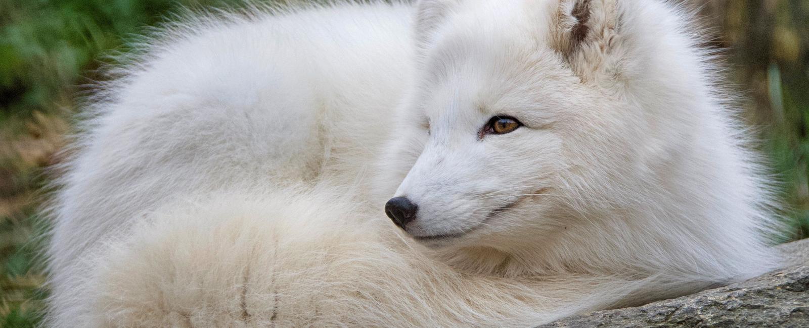 Arctic foxes use their thick fuzzy tail to cover themselves to keep warm