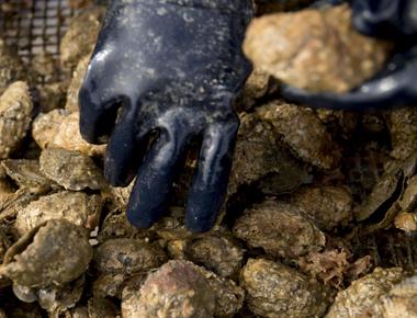 The world s largest man made oyster reef was created in maryland