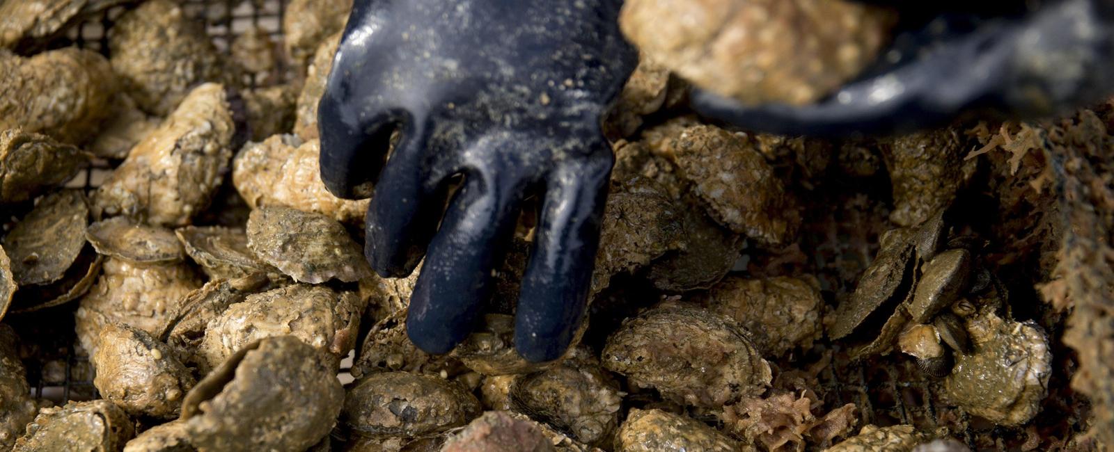 The world s largest man made oyster reef was created in maryland