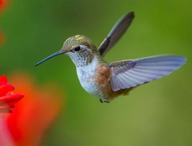 A hummingbird weighs less than a penny