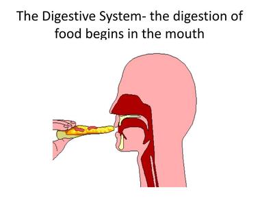 It takes food seven seconds to go from the mouth to the stomach via the esophagus