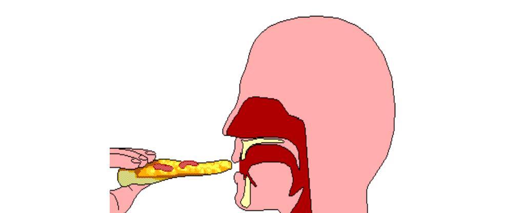 It takes food seven seconds to go from the mouth to the stomach via the esophagus