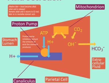 Every day the stomach produces about two liters of hydrochloric acid