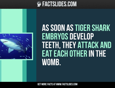 As soon as tiger shark embryos develop teeth they attack and eat each other in the womb