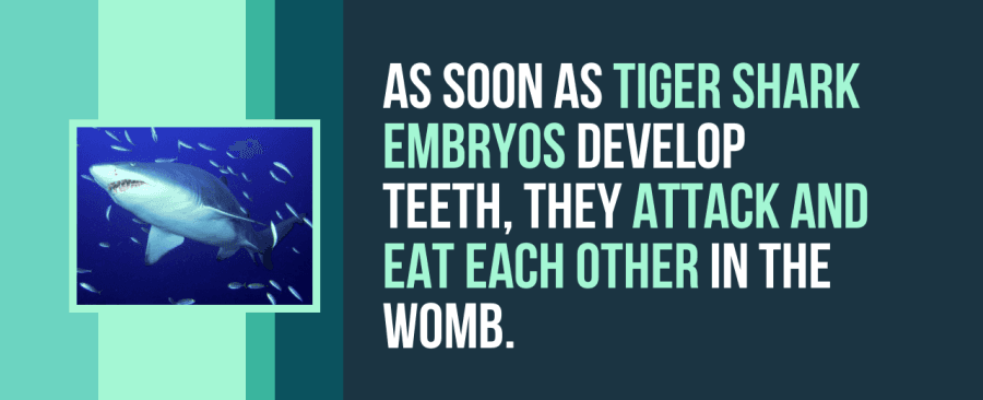 As soon as tiger shark embryos develop teeth they attack and eat each other in the womb