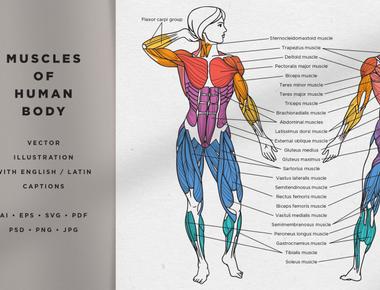 The human body uses 200 muscles just to take a single step forward