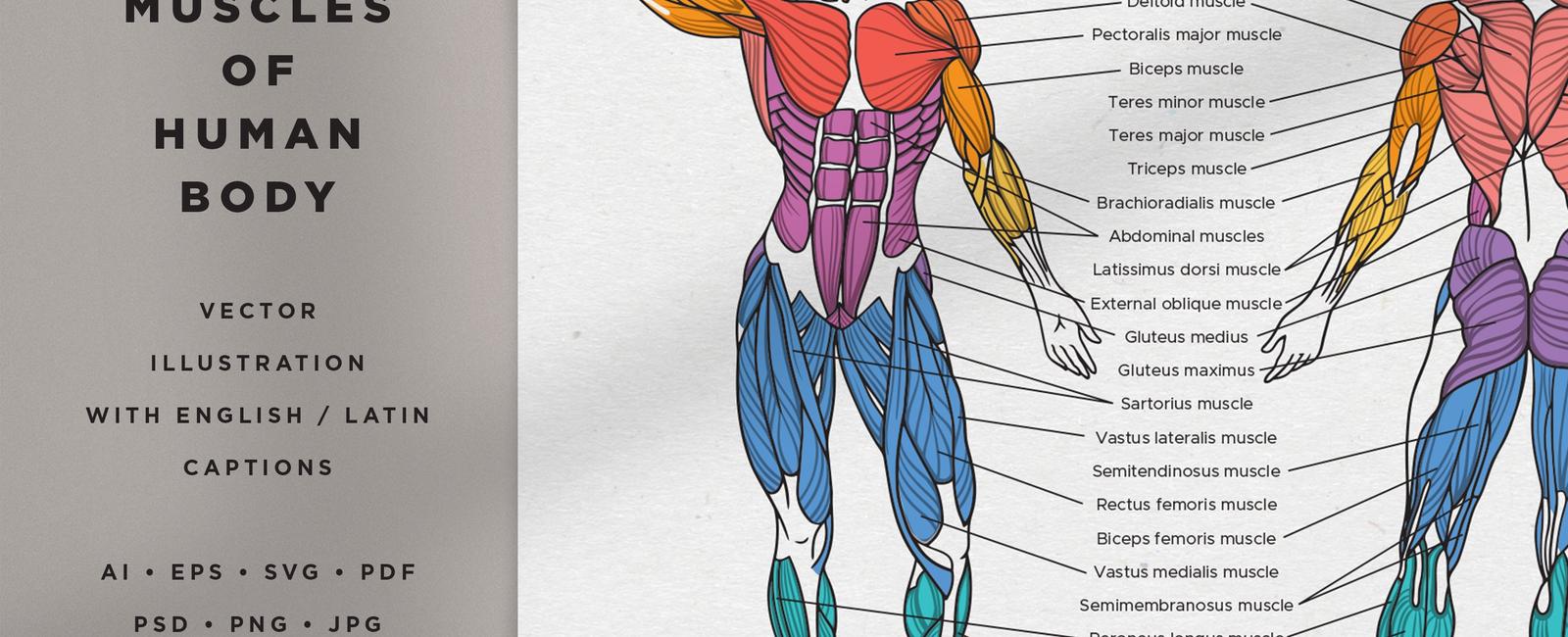 Humans use a total of 72 different muscles in speech