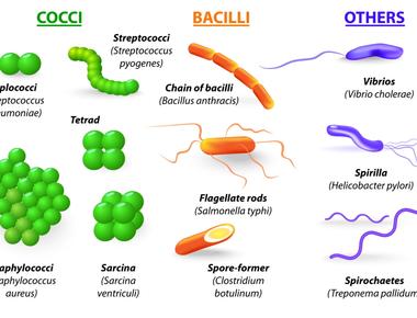 The average person has 67 different species of bacteria in their belly button