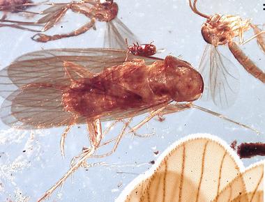 At over 300 million years old cockroaches evolved even before the continents did