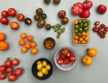 There are at least 10 000 varieties of tomatoes