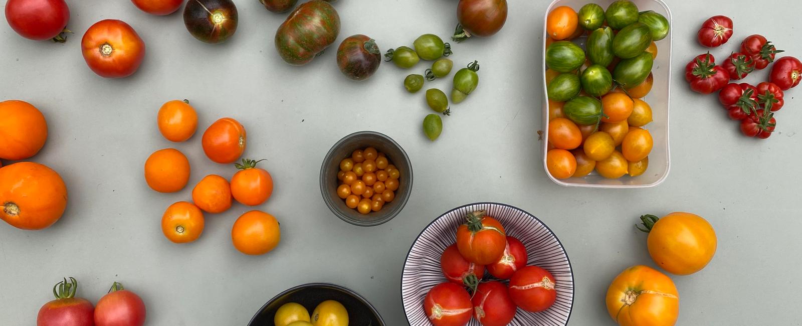 There are at least 10 000 varieties of tomatoes