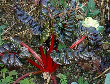 The leaves of the rhubarb plant are extremely poisonous