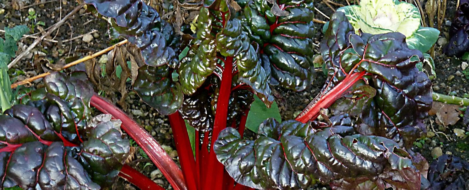 The leaves of the rhubarb plant are extremely poisonous