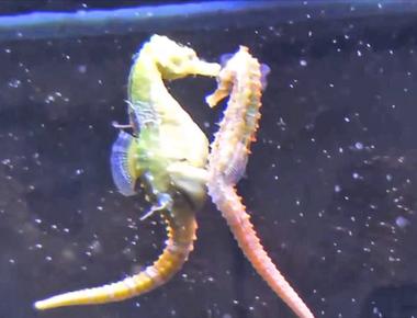 The male seahorse carries the eggs until they hatch instead of the female