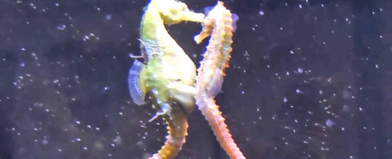 The male seahorse carries the eggs until they hatch instead of the female