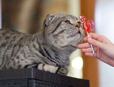 Unlike dogs cats do not have a sweet tooth scientists believe this is due to a mutation in a key taste receptor