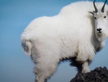 Billy goats urinate on their own heads to smell more attractive to females