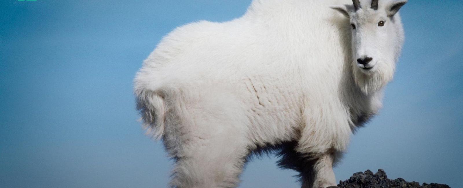 Billy goats urinate on their own heads to smell more attractive to females