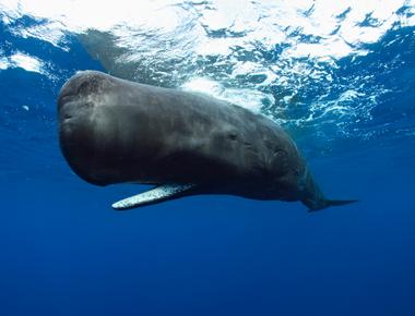 Sperm whales stop all non essential bodily functions while diving for prey