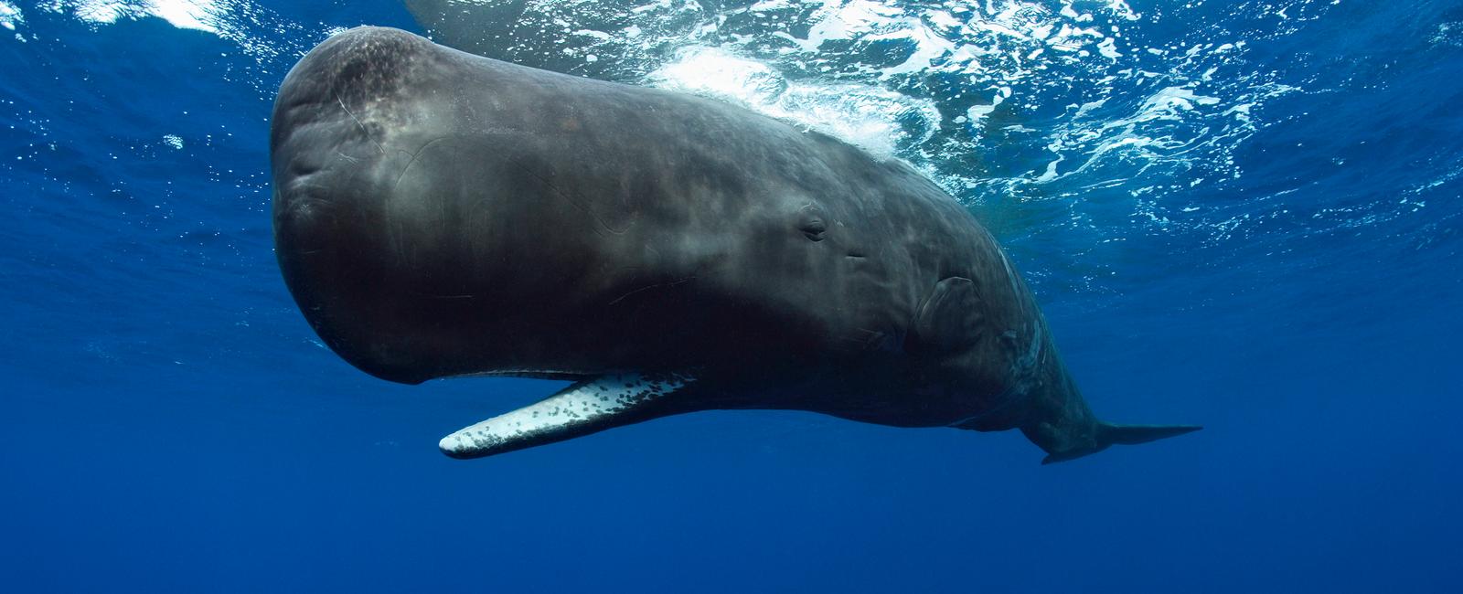 Sperm whales stop all non essential bodily functions while diving for prey