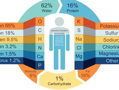 The human body requires about 88 pounds of oxygen daily