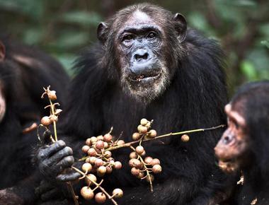 Close male friendship among chimpanzees helps to decrease their stress level during conflicts scientists learned that fights are less dramatic if a chimpanzee fights alongside a friend