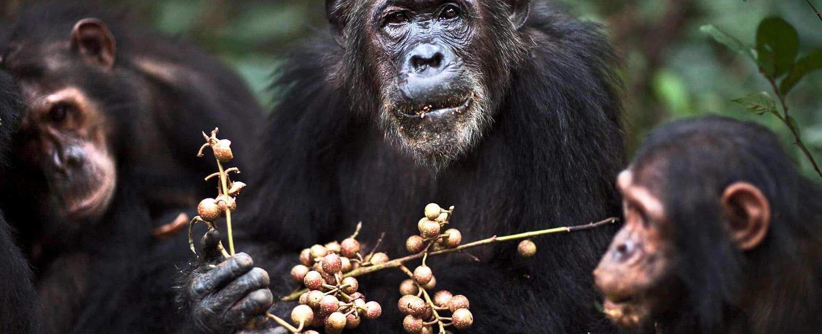 Close male friendship among chimpanzees helps to decrease their stress level during conflicts scientists learned that fights are less dramatic if a chimpanzee fights alongside a friend