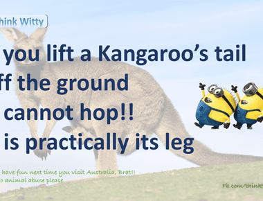 If you lift a kangaroo s tail off the ground it can t hop