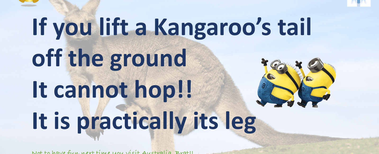 If you lift a kangaroo s tail off the ground it can t hop