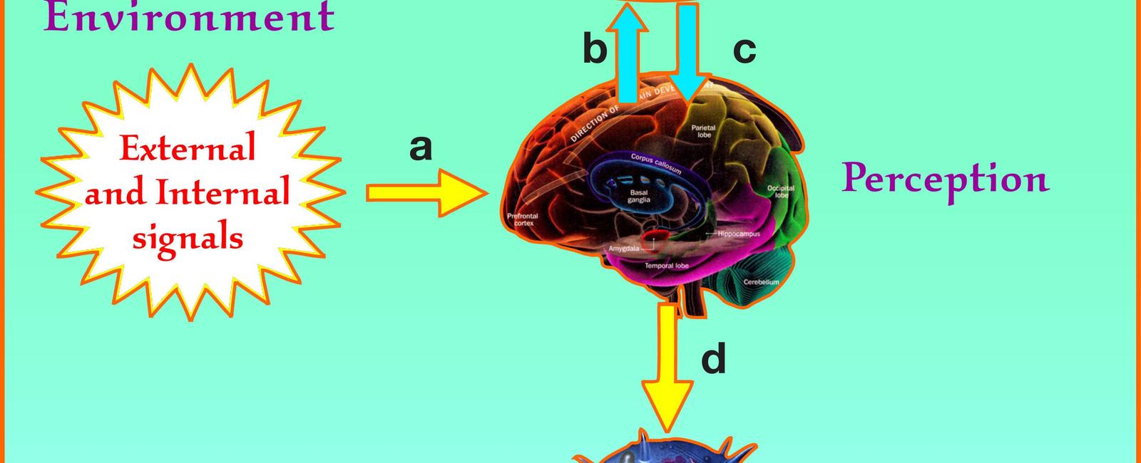 Our brain doesn t think long term deadlines are so important because we feel more connected to a day by day passing of time