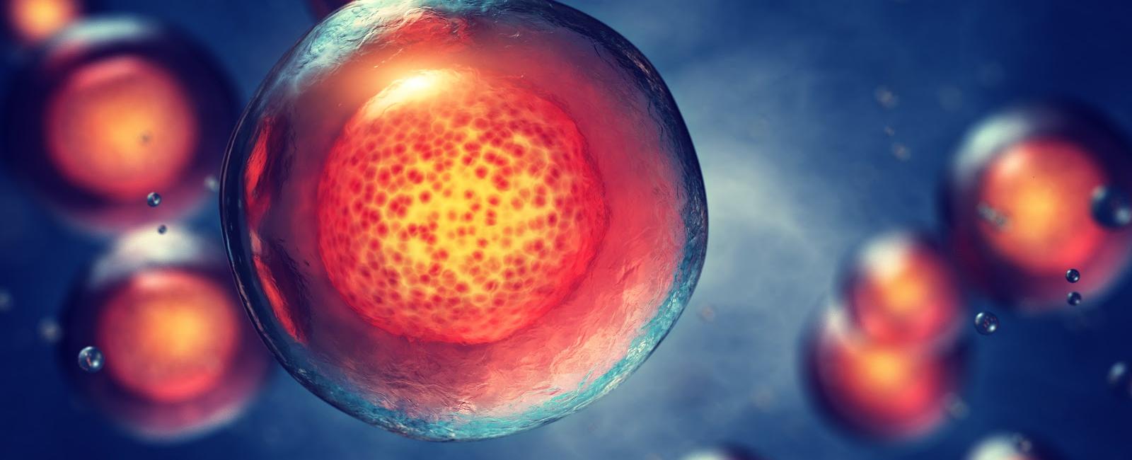 Stem cells are present in both embryonic developments when fetuses are being developed and in adult bodies