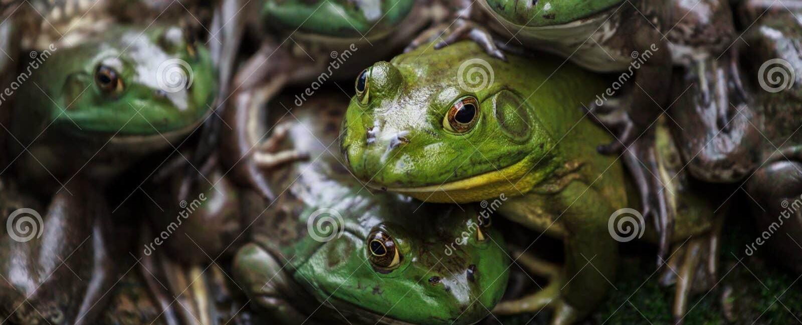 A group of frogs is called an army