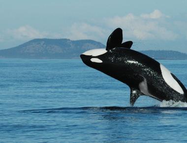 Only 3 mammals undergo menopause killer whales pilot whales and humans all 3 have relatively long lives and often share space with their daughters signaling their bodies to relinquish their reproductive abilities