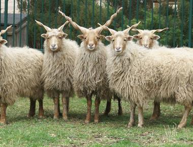 Karakul texel and romney marsh are different kinds of what sheep